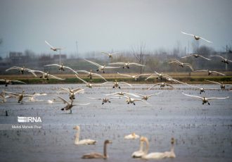 برپایی بازارهای کوچک فروش پرندگان/ دستگیری ۱۲۱ شکارچی غیرمجاز در گیلان و مازندران