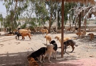 دغدغه مدیریت سگ‌های بی‌صاحب در جیرفت؛ این بار کاهش پرسش‌برانگیز جمعیت +فیلم