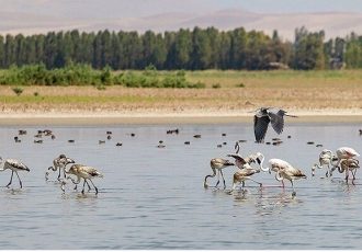 استقامت عروس «قره قشلاق» برای بقای ۱۷۸ گونه جانوری استقامت عروس «قره قشلاق» برای بقای ۱۷۸ گونه جانوری