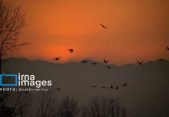 ایلام آشیانه امن پرندگان مهاجر