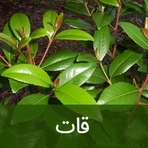 هشدار به خانواده‌ها و نسل جوان/ این گیاهان مخدرند