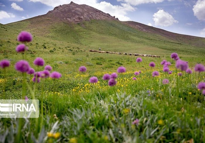 چرا جای «روز ملی مرتع و مرتع‌داری» در تقویم رسمی خالی است؟