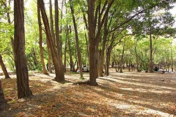 هدف ما از جابجایی درختان بهبود حال عمومی پارک جنگلی چیتگر است هدف ما از جابجایی درختان بهبود حال عمومی پارک جنگلی چیتگر است