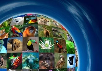 تنوع زیستی و برنامههای جهانی پیشرو تنوع زیستی و برنامههای جهانی پیشرو