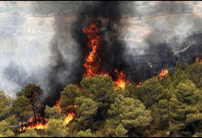 آتش‌سوزی جنگل‌ها، خاک آلی کشور را هم در کنار درختان از بین برد