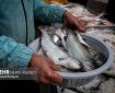 ۳ تن ماهی قاچاق در ماهشهر توقیف شد